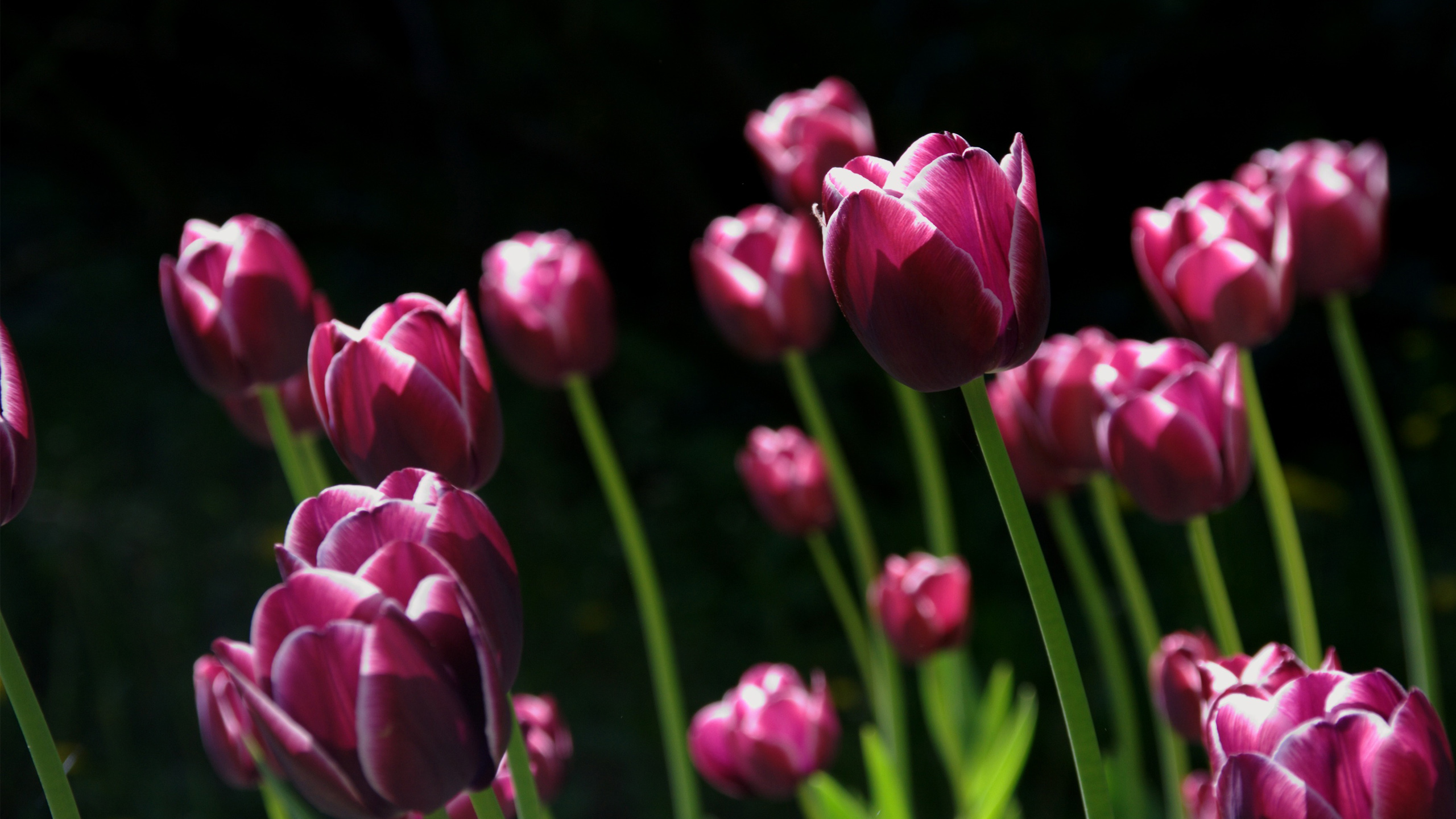 Spring Pink Tulips6600710864